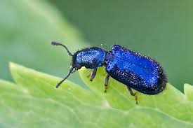 Attēlu rezultāti vaicājumam “Korynetes caeruleus”