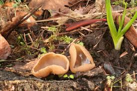 Attēlu rezultāti vaicājumam “Peziza varia”