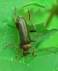 Attēlu rezultāti vaicājumam “Cortodera femorata”