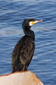 Image result for Phalacrocorax carbo
