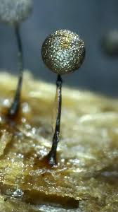 Attēlu rezultāti vaicājumam “Collaria arcyrionema macro”