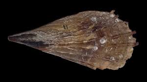 Attēlu rezultāti vaicājumam “Aloina rigida”