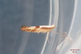 Attēlu rezultāti vaicājumam “Argyresthia pruniella”