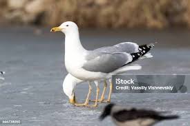 Image result for Larus cachinnans