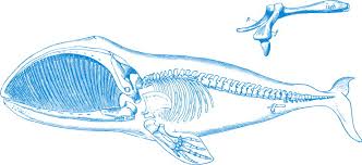 Image result for Balaenoptera bonaerensis