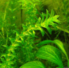 Attēlu rezultāti vaicājumam “Elodea canadensis leaf”