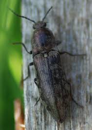 Attēlu rezultāti vaicājumam “Actenicerus sjaelandicus”