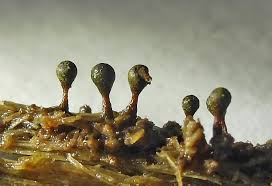 Attēlu rezultāti vaicājumam “Craterium aureonucleatum young”