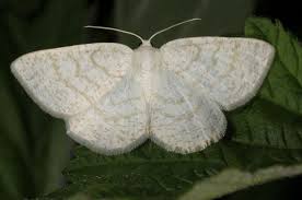 Attēlu rezultāti vaicājumam “Cabera exanthemata male”