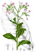 Attēlu rezultāti vaicājumam “Nicotiana tabacum flower”