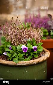 Attēlu rezultāti vaicājumam “Calluna vulgaris bud”