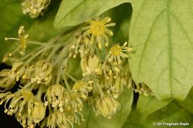 Attēlu rezultāti vaicājumam “Acer campestre flower”