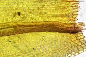 Attēlu rezultāti vaicājumam “Grimmia muehlenbeckii”