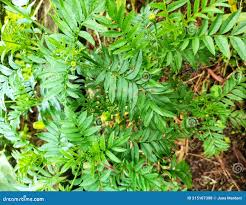 Attēlu rezultāti vaicājumam “Cardamine impatiens”