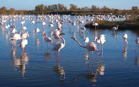 Image result for parque natural de camargue