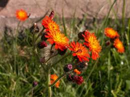 Image result for Hieracium aurantiacum