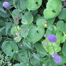 Attēlu rezultāti vaicājumam “Succisa pratensis leaf”