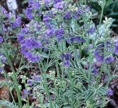 Attēlu rezultāti vaicājumam “Polemonium caeruleum leaf”