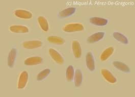 Attēlu rezultāti vaicājumam “Crustoderma dryinum”