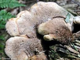 Attēlu rezultāti vaicājumam “Lentinellus ursinus”