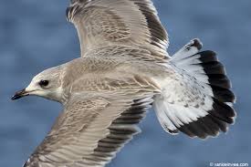 Attēlu rezultāti vaicājumam “Larus canus”