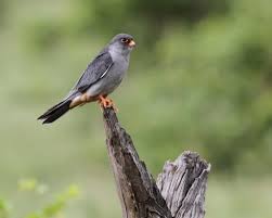 Image result for Falco amurensis