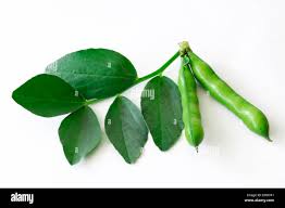 Attēlu rezultāti vaicājumam “Vicia faba leaf”