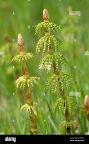 Attēlu rezultāti vaicājumam “Equisetum sylvaticum”