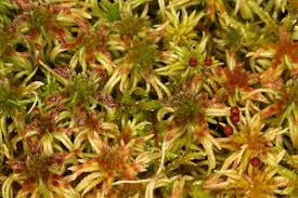 Attēlu rezultāti vaicājumam “Sphagnum russowii”