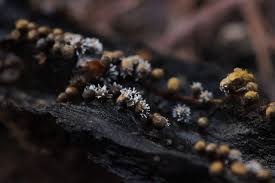 Attēlu rezultāti vaicājumam “Polycephalomyces tomentosus”