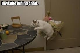 Image result for invisible cat