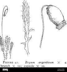 Attēlu rezultāti vaicājumam “Bryum caespiticium sporophyte”