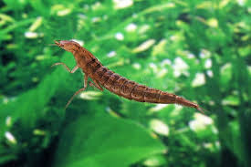 Attēlu rezultāti vaicājumam “Dytiscus marginalis”