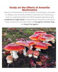 Attēlu rezultāti vaicājumam “Amanita”