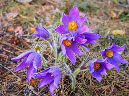 Image result for Pulsatilla