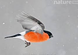 Attēlu rezultāti vaicājumam “Pyrrhula pyrrhula”