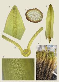 Attēlu rezultāti vaicājumam “Hymenostylium recurvirostrum”