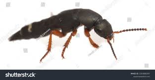 Attēlu rezultāti vaicājumam “Platydracus fulvipes”