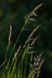 Attēlu rezultāti vaicājumam “Helictotrichon pratense”