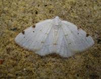 Attēlu rezultāti vaicājumam “Lomographa bimaculata”