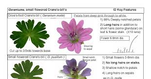 Attēlu rezultāti vaicājumam “Geranium pusillum flower”