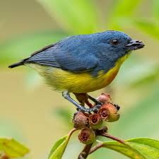 Attēlu rezultāti vaicājumam “Didymium xanthopus stalked”