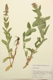 Attēlu rezultāti vaicājumam “Stachys palustris”