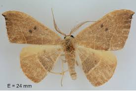 Attēlu rezultāti vaicājumam “Watsonalla binaria”