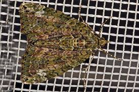 Attēlu rezultāti vaicājumam “Chloroclysta siterata”