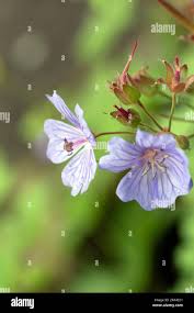 Attēlu rezultāti vaicājumam “Geranium pyrenaicum flower”