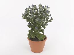 Attēlu rezultāti vaicājumam “Eryngium planum leaf”