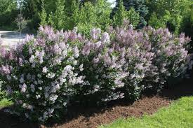 Attēlu rezultāti vaicājumam “Badhamia lilacina sessile”