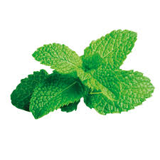 Image result for Pfefferminze