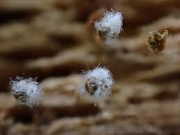 Attēlu rezultāti vaicājumam “Melanospora lagenaria”